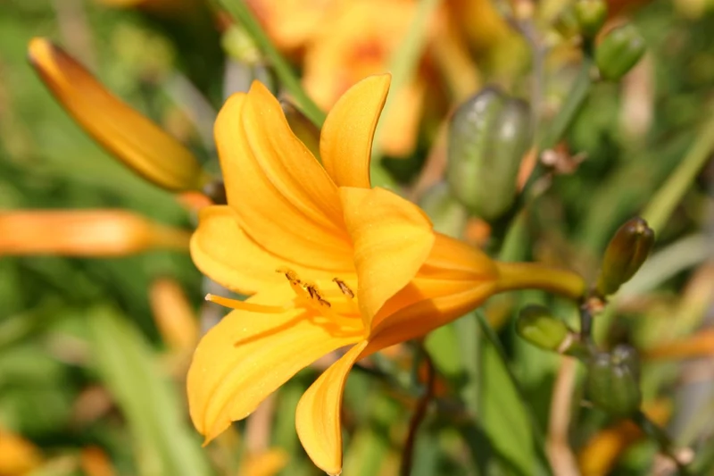 Hemerocallis 'Thumbelina' (Miniaturblütige Taglilie)