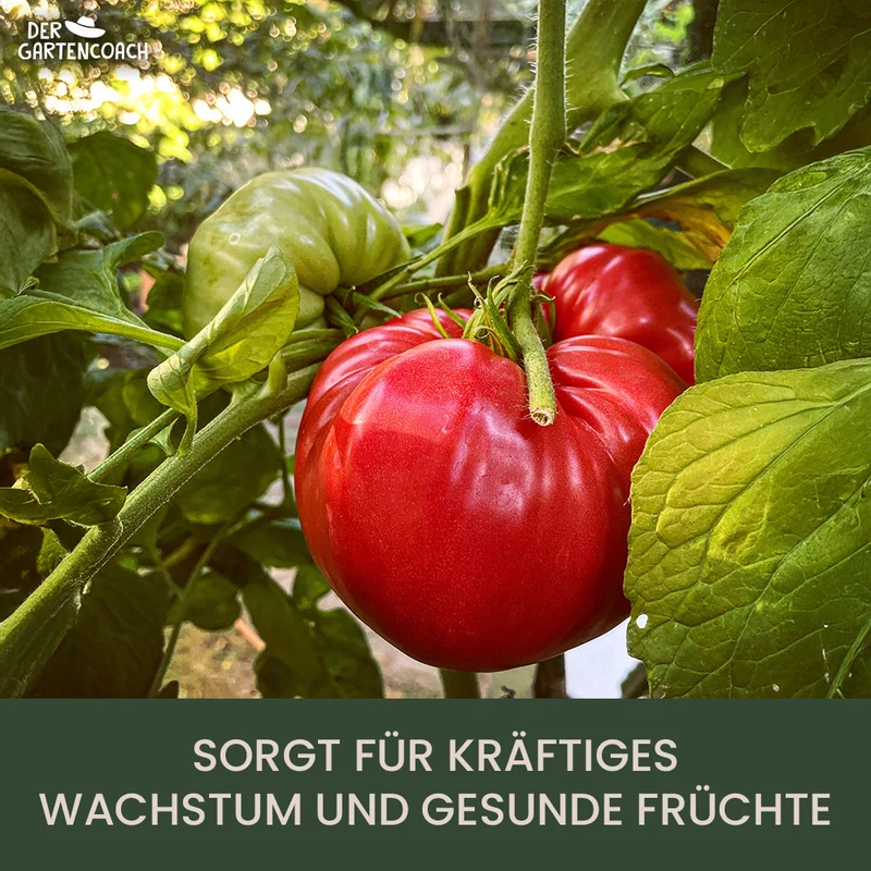 Gartencoach Tomatendünger 5 kg – Für aromatische Früchte