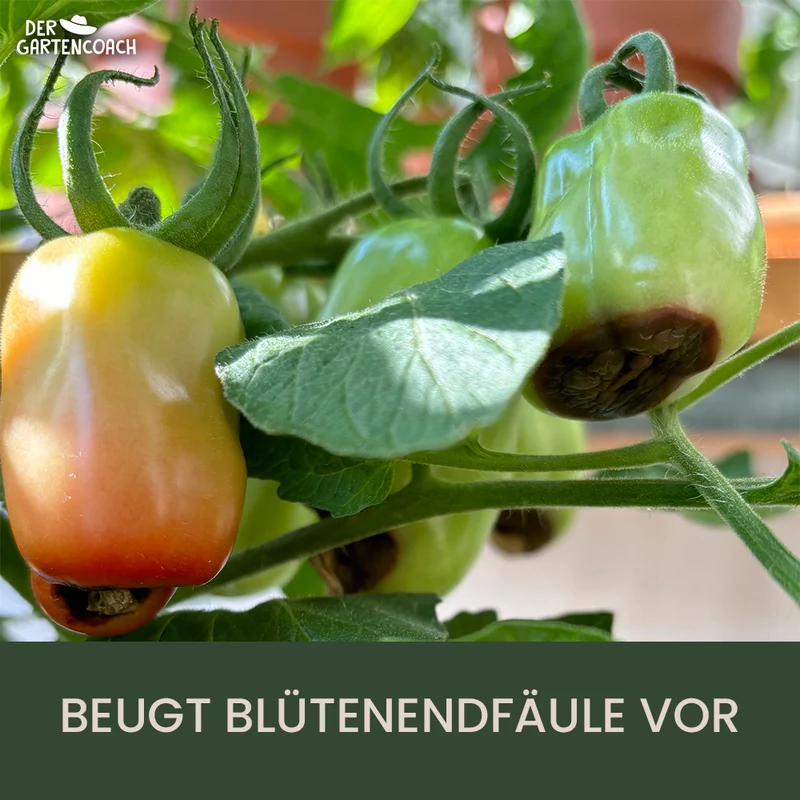 Gartencoach Tomatendünger 5 kg – Für aromatische Früchte