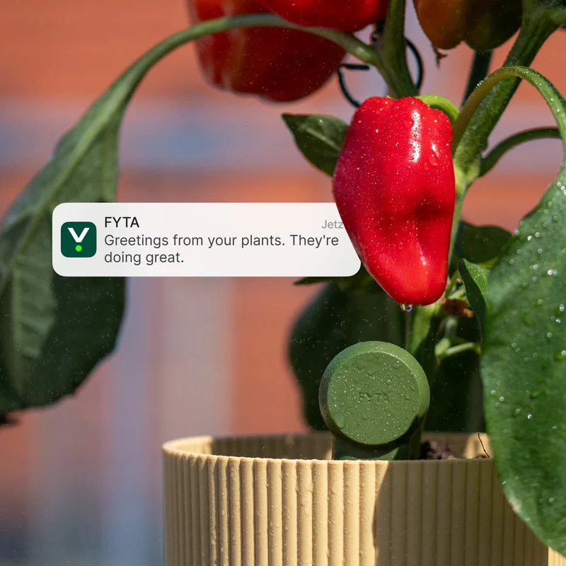 FYTA Grow Set