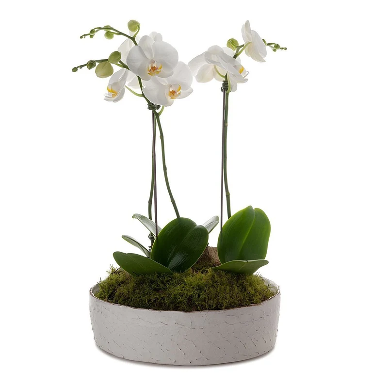 Classic Phalaenopsis Orchid Collection Planter