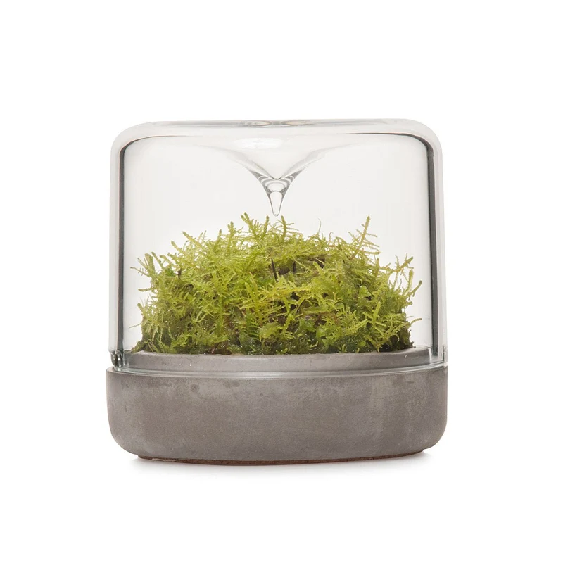 Concrete Small Sanctuary Rainforest Terrarium