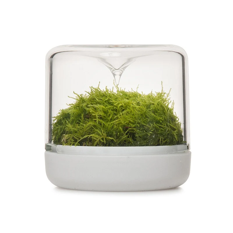 Sanctuary Rainforest Terrarium Small