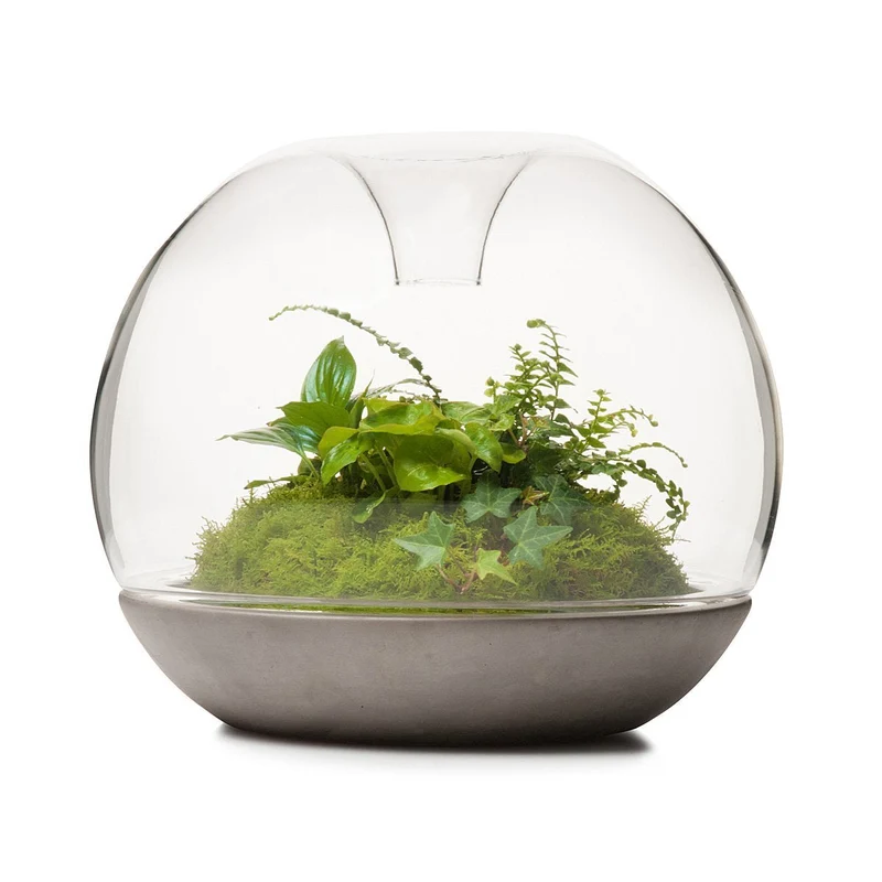 Concrete Biodome Rainforest Terrarium