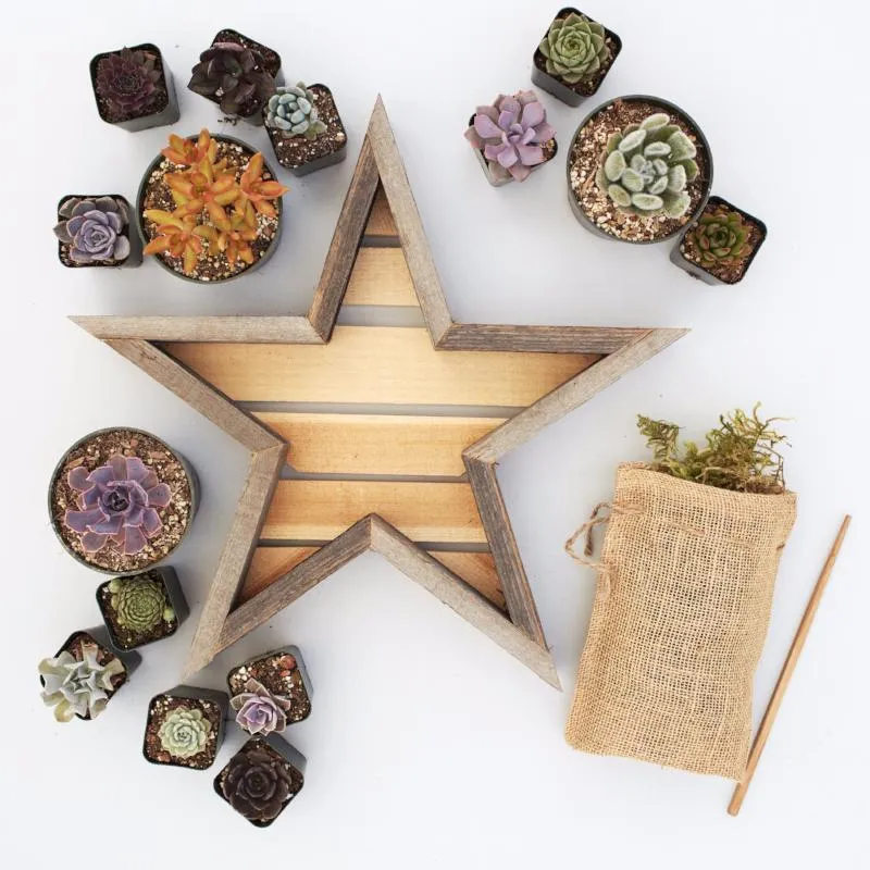 Succulent Star Redwood Kit
