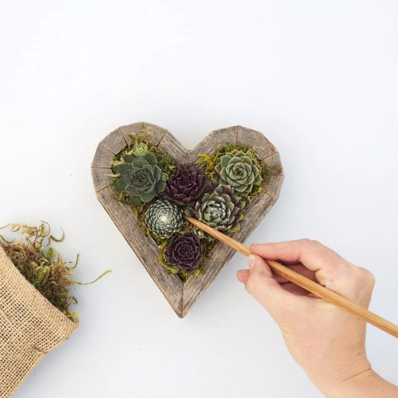 Succulent Heart Redwood Kit