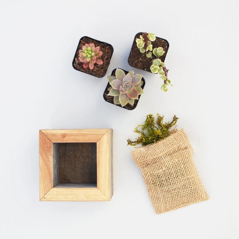 Succulent Planter Small