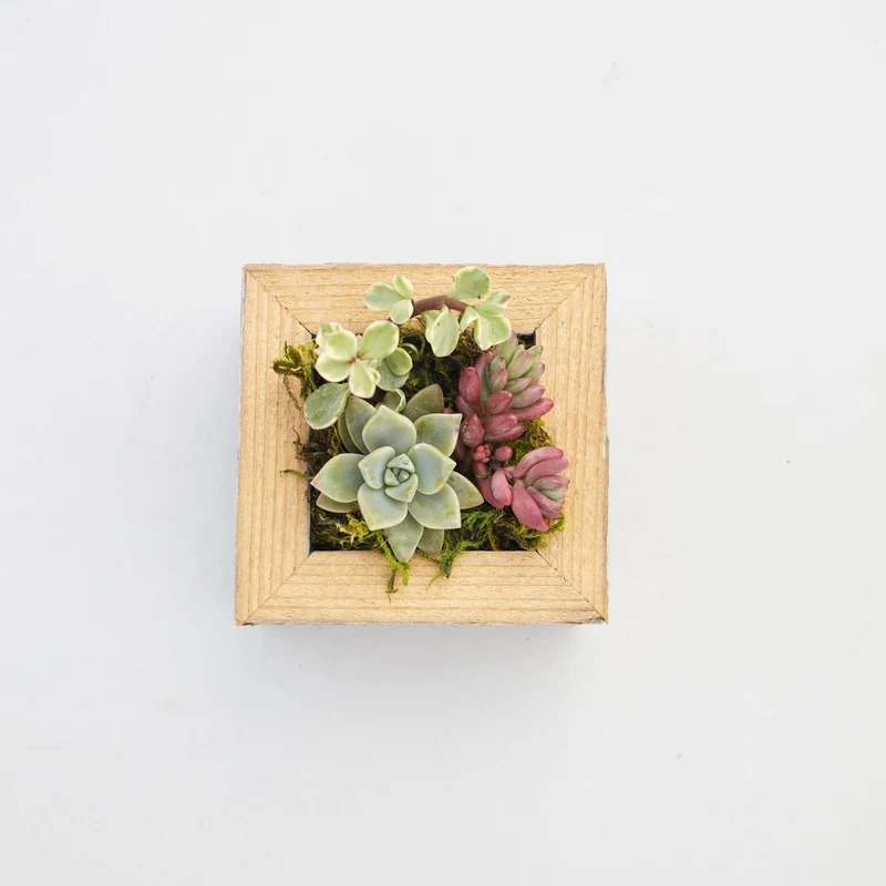 Succulent Planter Small