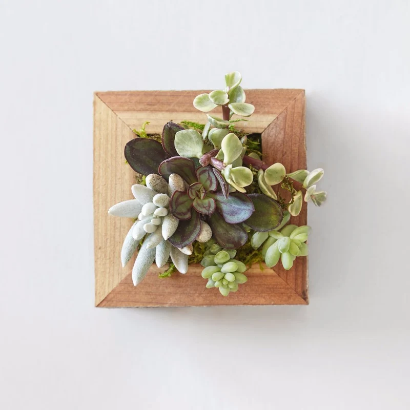 Succulent Planter Small