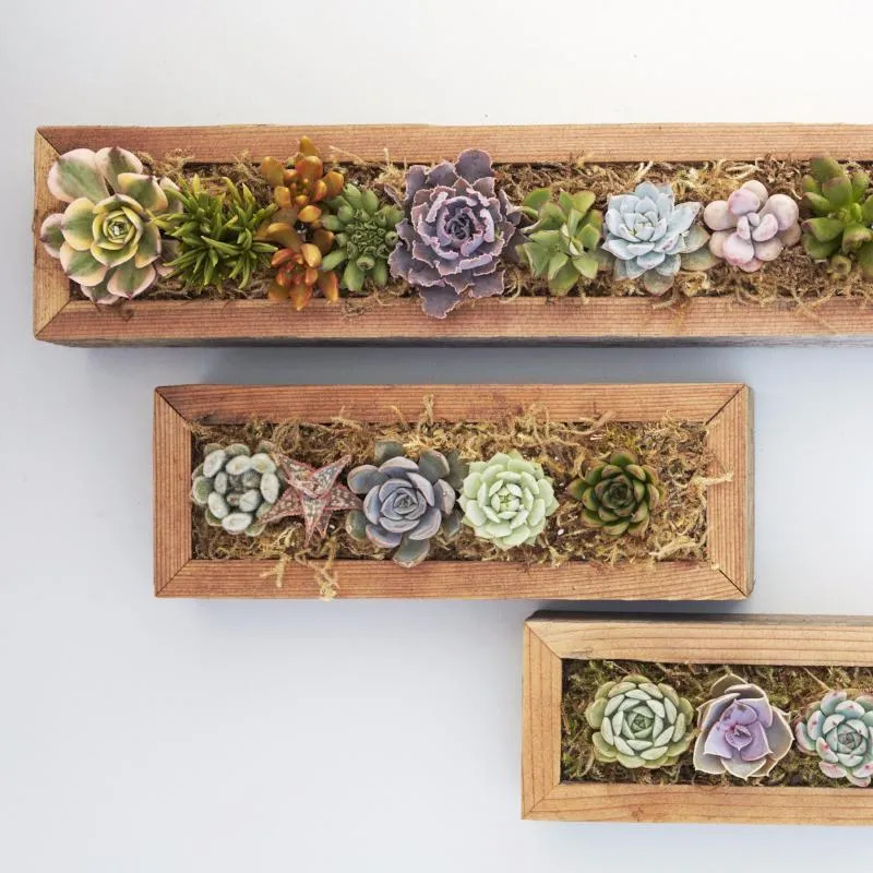 Succulent Trough Kit