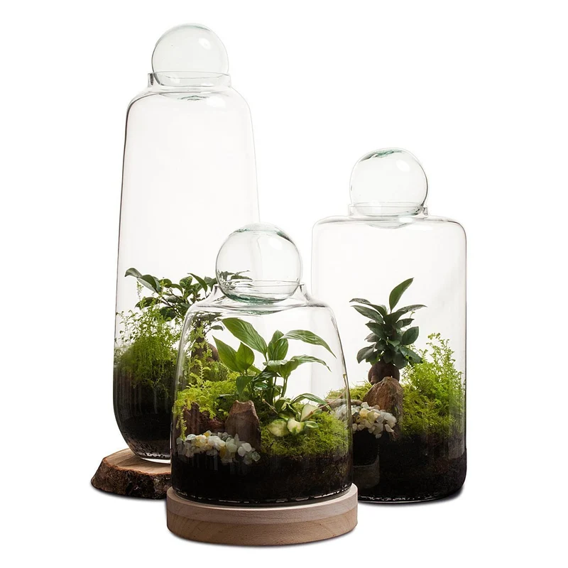Soho Terrarium