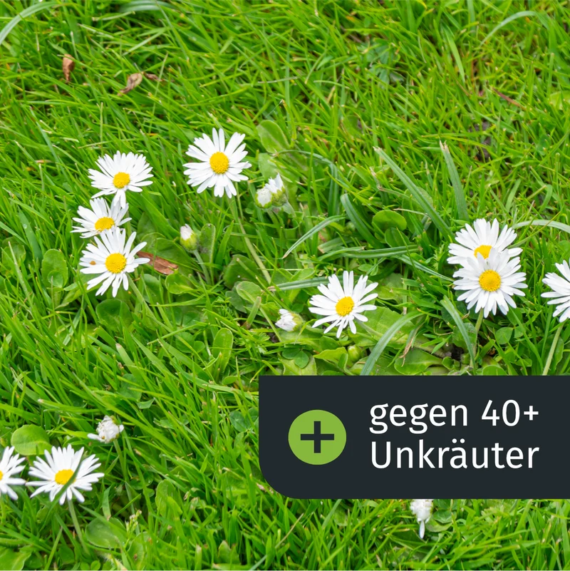 Herbst Starter-Set (1000 m²)