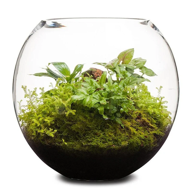 Revival Fishbowl Terrarium