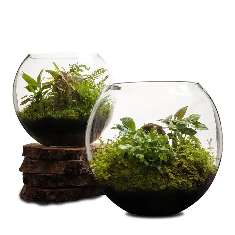 Revival Fishbowl Terrarium