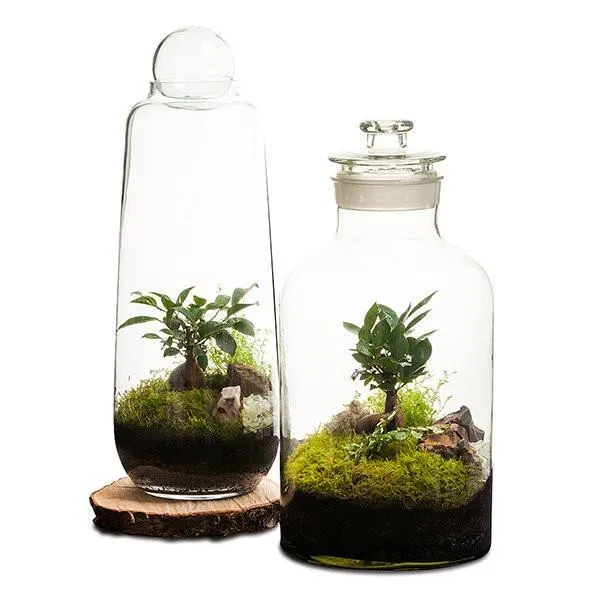 15L Apothecary Terrarium
