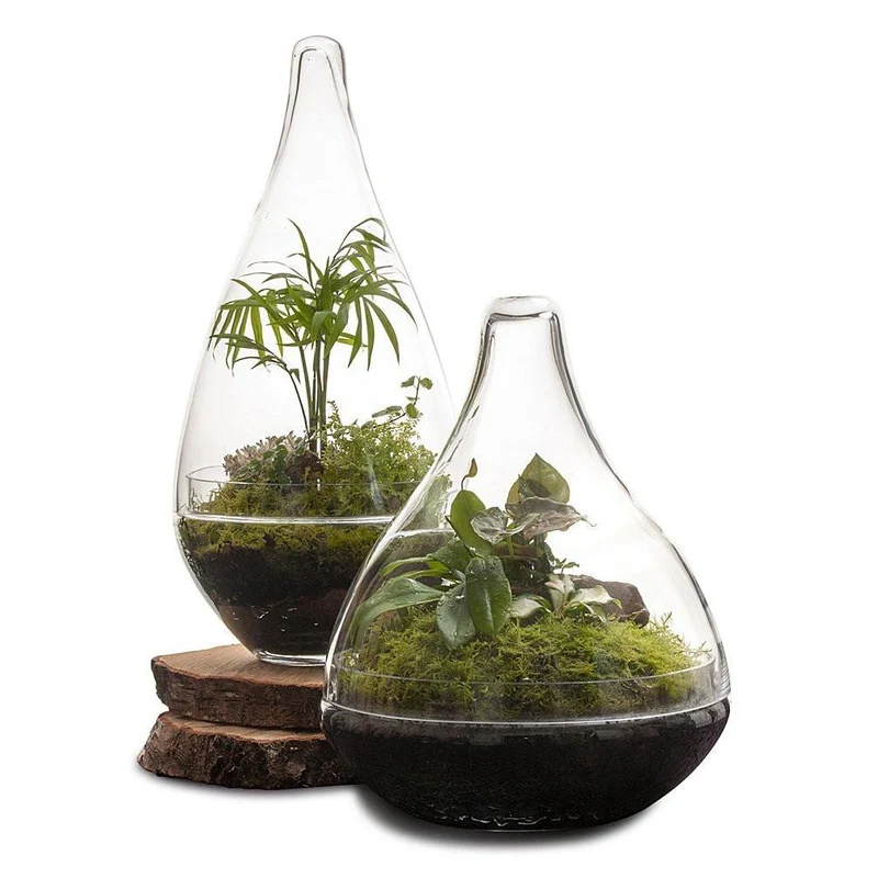 Pixie Terrarium