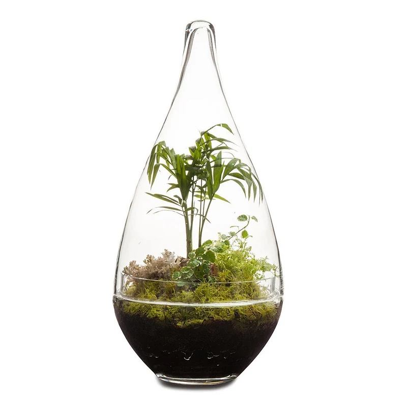 Pixie Terrarium