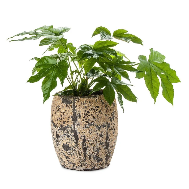 Aralia Atlantis Planter