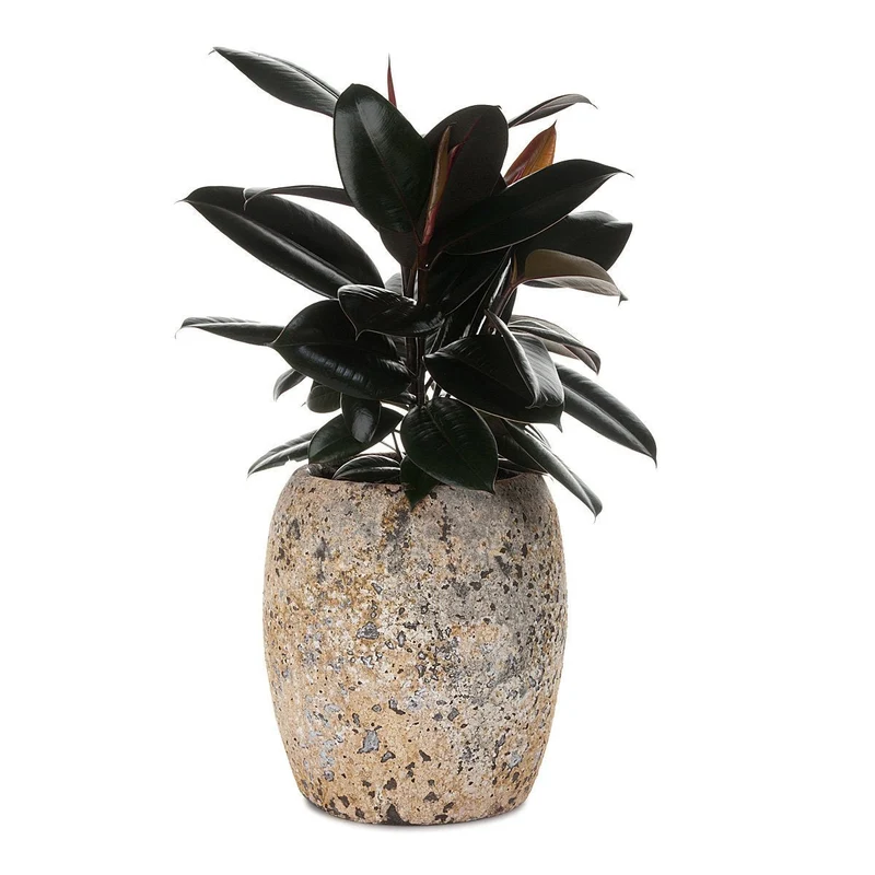 Ruby Ficus Atlantis Planter