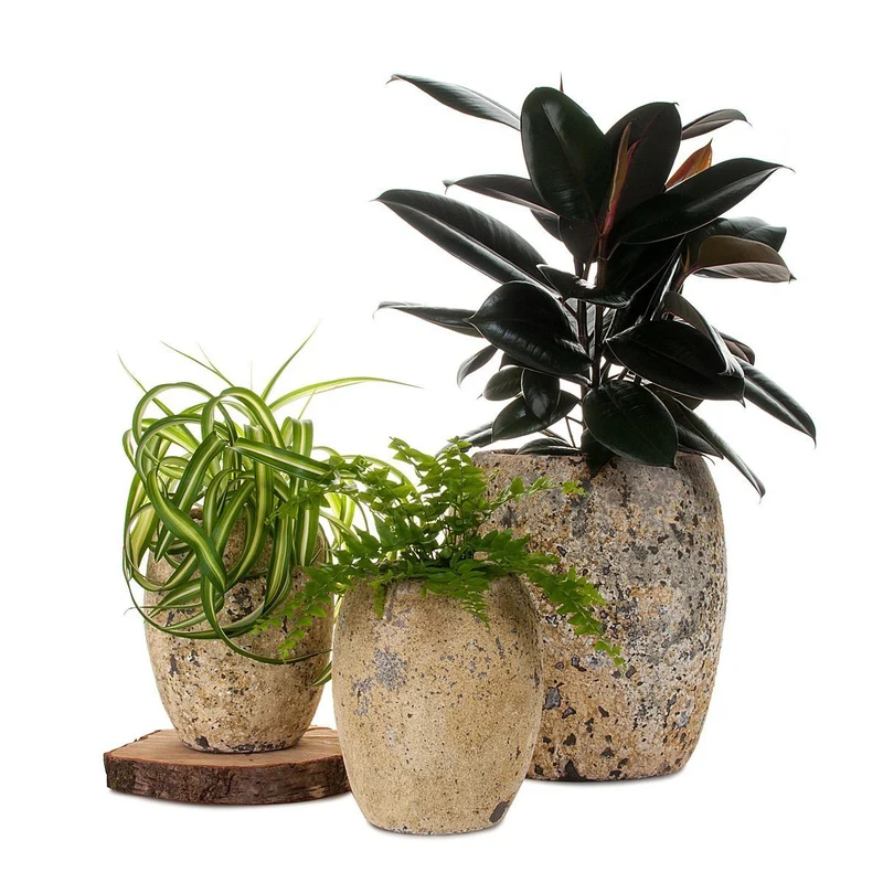 Ruby Ficus Atlantis Planter