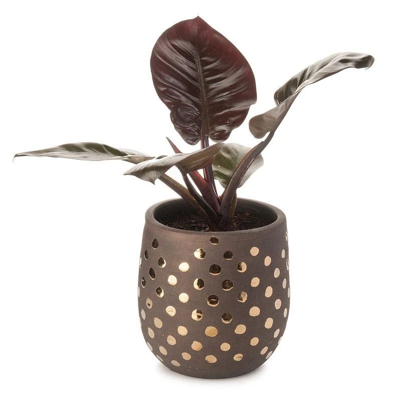 Gold Spots Planter