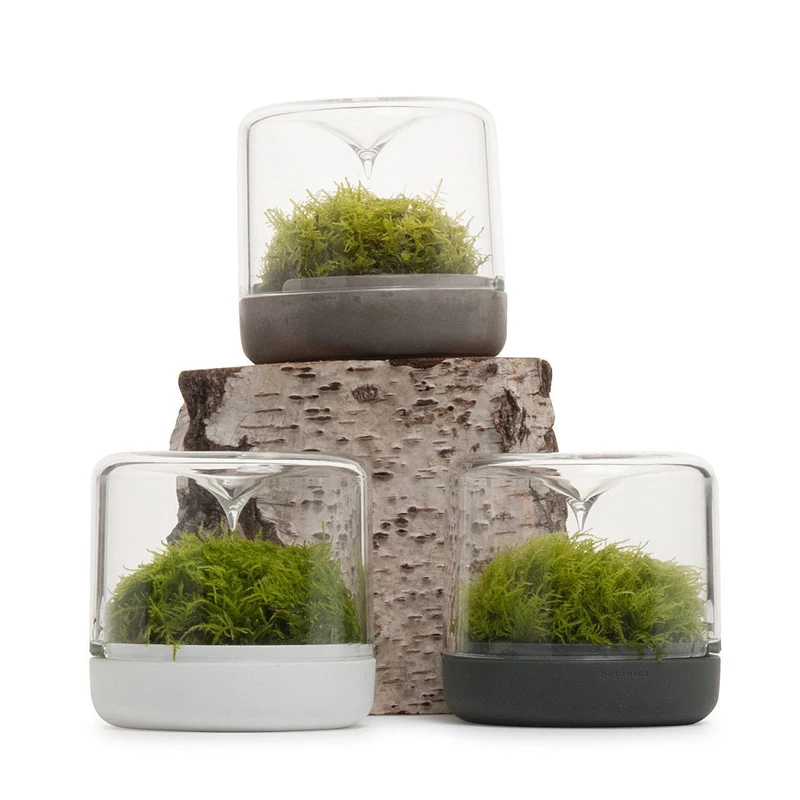 White Small Sanctuary Rainforest Terrarium