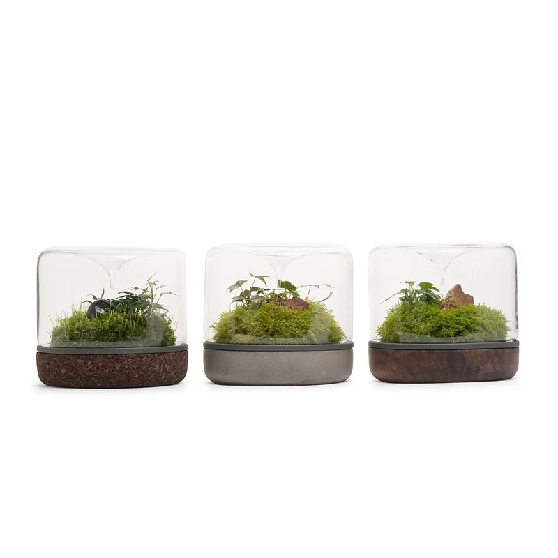 Concrete Sanctuary Rainforest Terrarium