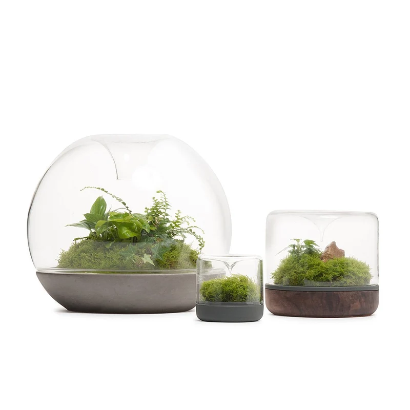 Concrete Sanctuary Rainforest Terrarium