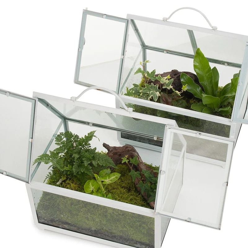 Rainforest Glasshouse Terrarium
