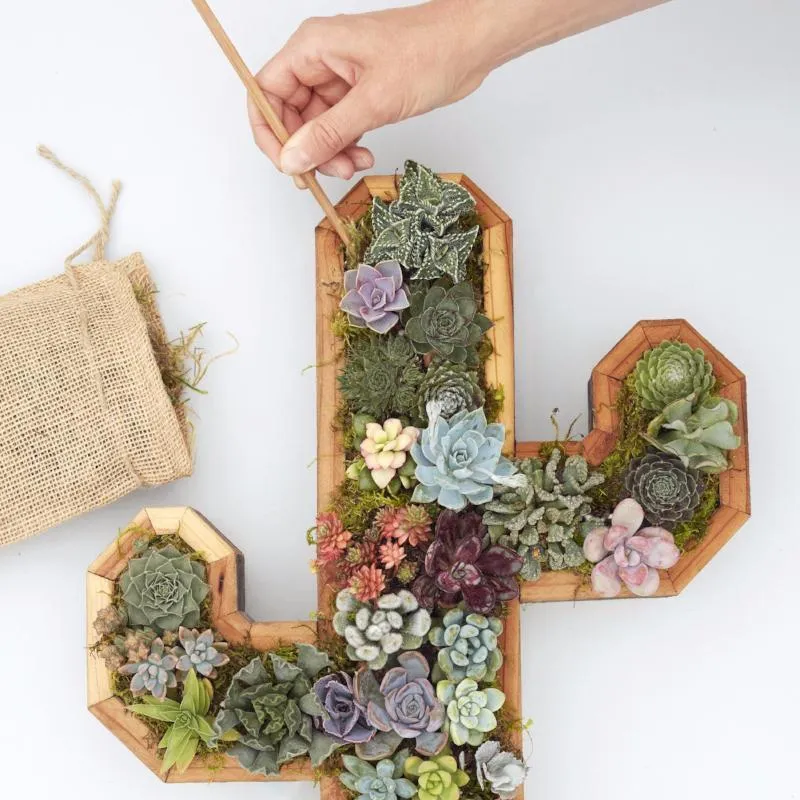 Cactus Redwood Kit