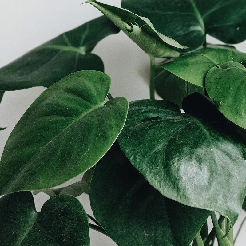 Monstera Deliciosa Planter