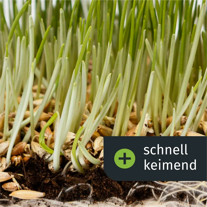 Frühlings Rasenset + GRATIS Unkrautvernichter (250 m²)