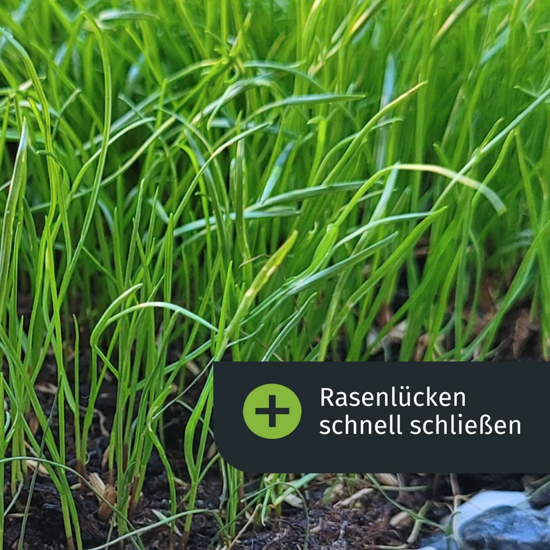 Herbst Rasenset (500 m²)