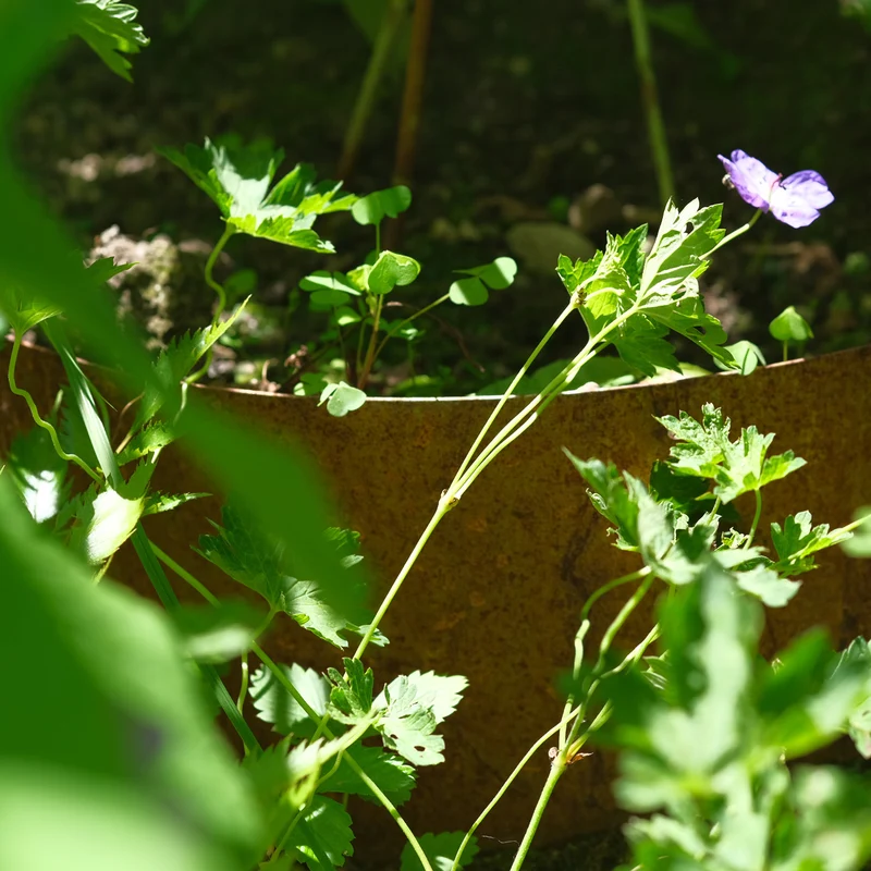 bellissa Hangpflanzschale Collina Corten
