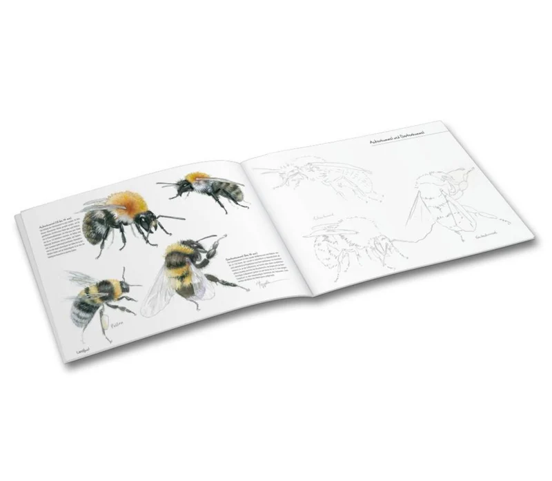 Mal- und Zeichenbuch "Insekten in unseren Gärten"