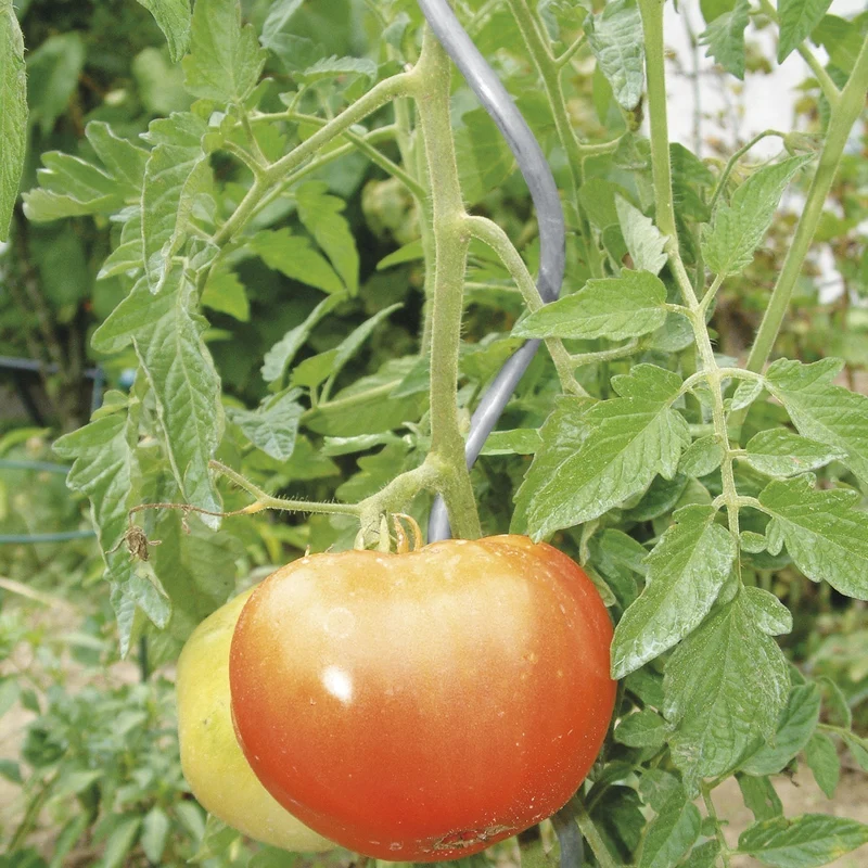 bellissa Tomatenspirale 150cm Ø 6mm verzinkt