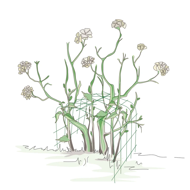 bellissa Annabelle Hortensienstütze - 75 cm x 72 cm x 80 cm
