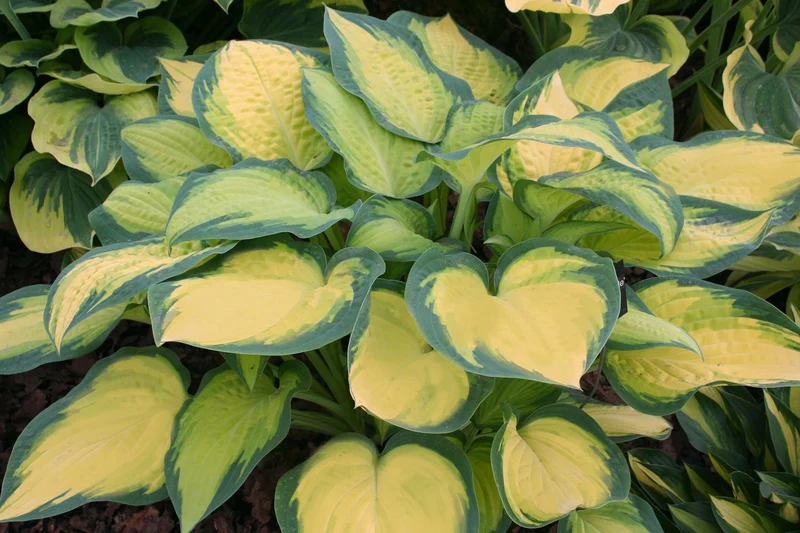 Hosta 'Lady Guinevere' ® (Funkie | Herzblattlilie)