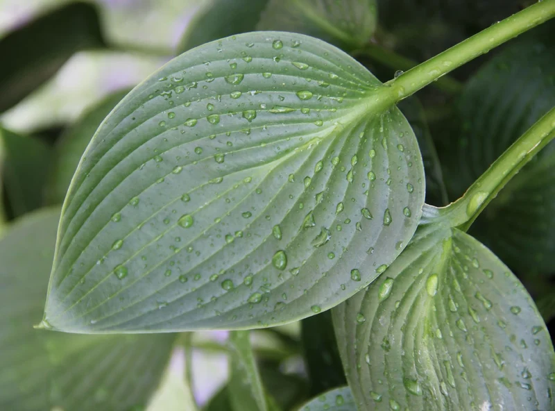 Hosta 'Devon Green' (Funkie | Herzblatt-Lilie)