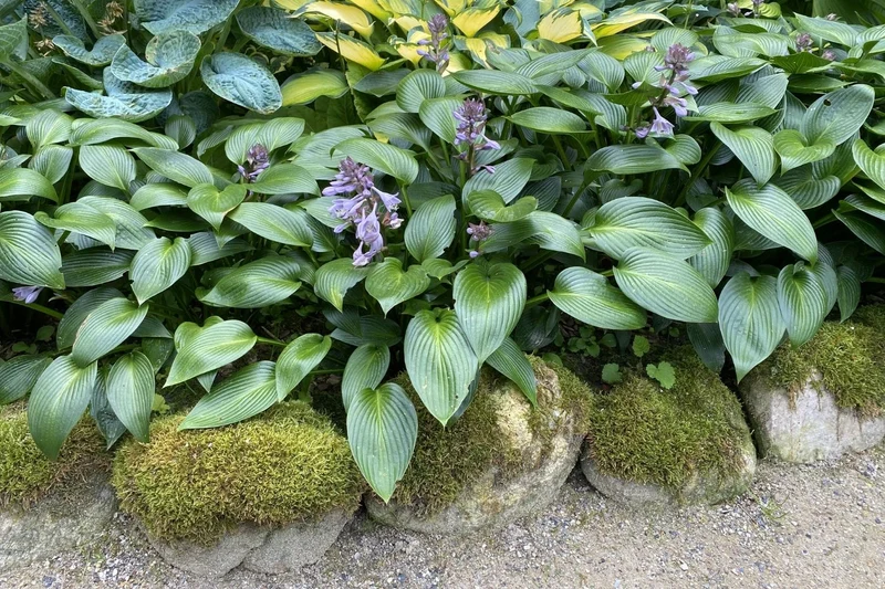 Hosta 'Devon Green' (Funkie | Herzblatt-Lilie)