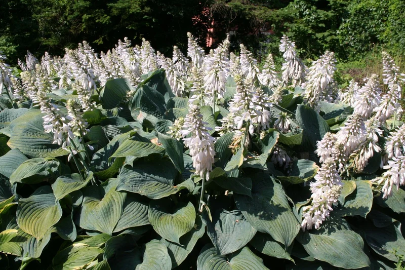 Hosta 'Blue Angel' (Blaublatt-Funkie für kraftvolle Akzente)