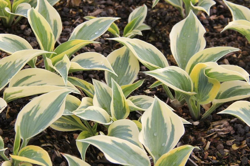 Hosta 'Autumn Frost' ® (Funkie | Herzblattlilie)