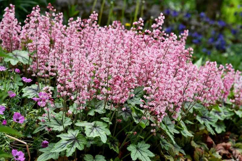 Heucherella 'Pink Revolution' ® (Purpurglöckchen)