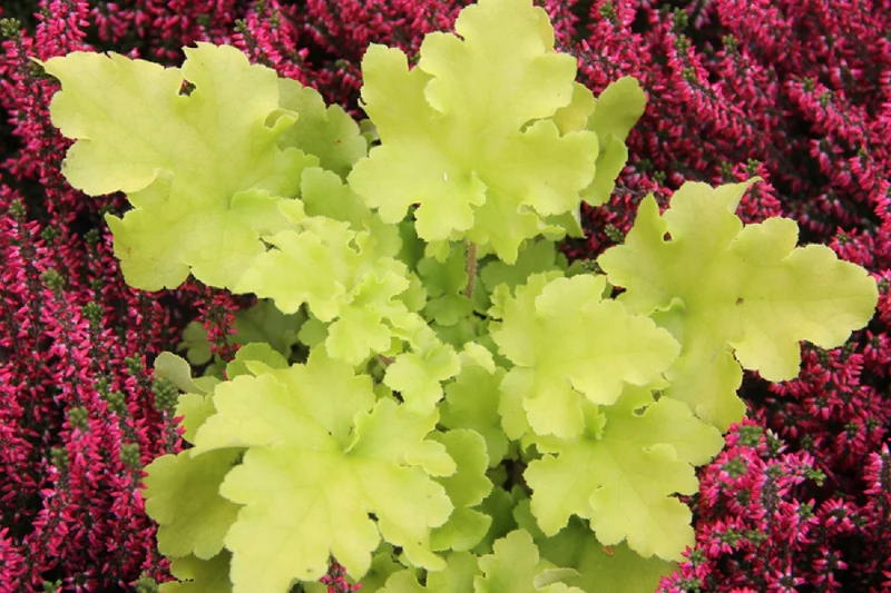 Heuchera 'Lime Rickey' ® (Garten-Purpurglöckchen)
