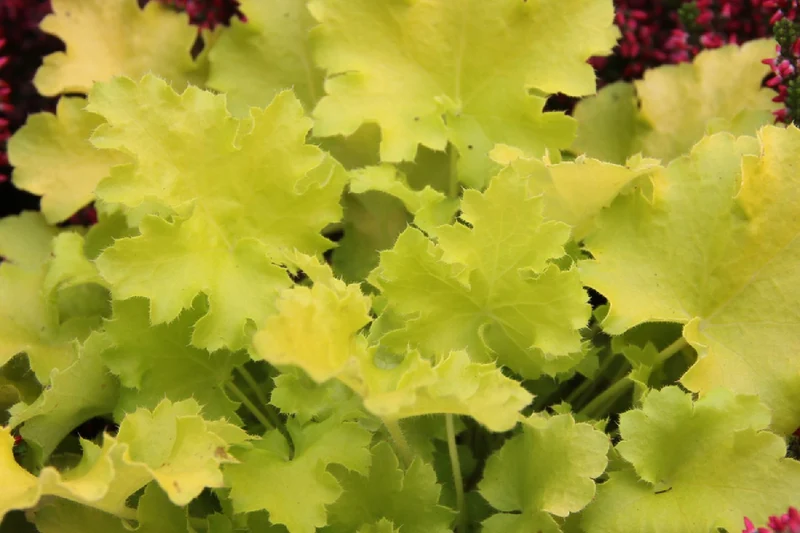 Heuchera 'Lime Marmalade' (Garten-Purpurglöckchen)