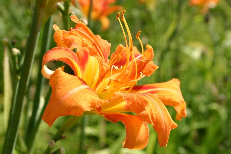 Hemerocallis fulva 'Kwanso' (Gefülltblühende Garten-Taglilie)