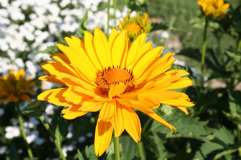 Heliopsis scabra 'Venus' (Garten-Sonnenauge)