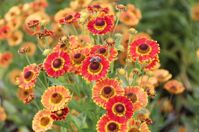 Helenium 'Fuego' ® (Sonnenbraut)