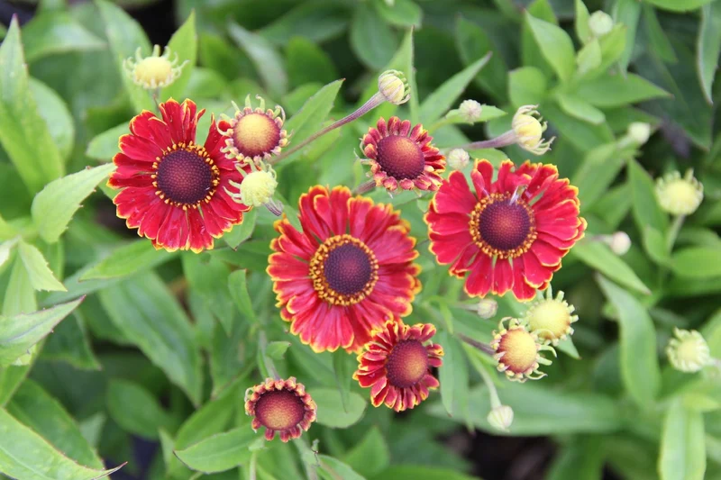 Helenium 'Bandera' ® (Sonnenbraut)