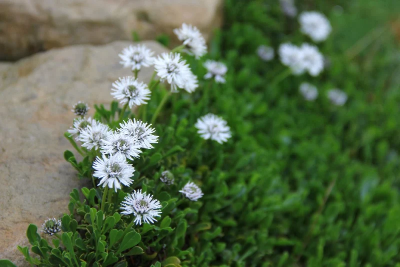 Globularia cordifolia 'Alba' (Garten-Kugelblume)